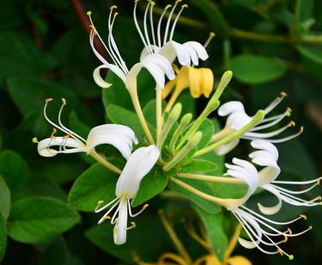 色丽清香花叶秀美的鸳鸯藤，金银花这么养护，藤蔓缠绕姿态古雅