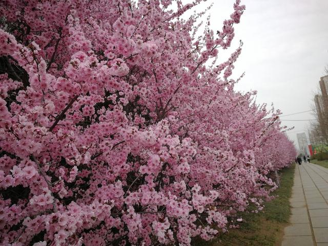 丁香花是常见花卉，花香淡雅、味道清香，居家栽培需要科学方法