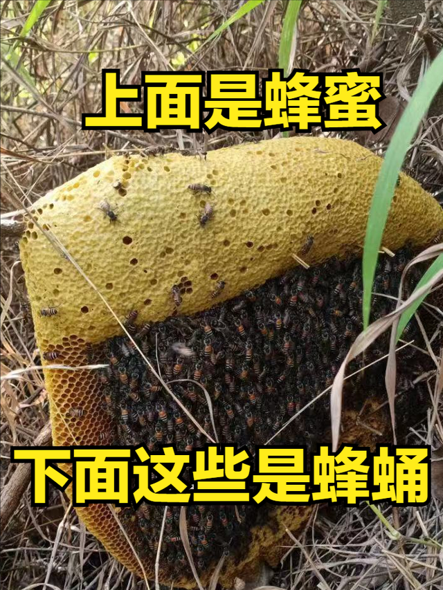 广西崇左市纯野生蜂种之小排蜂蜂蜜