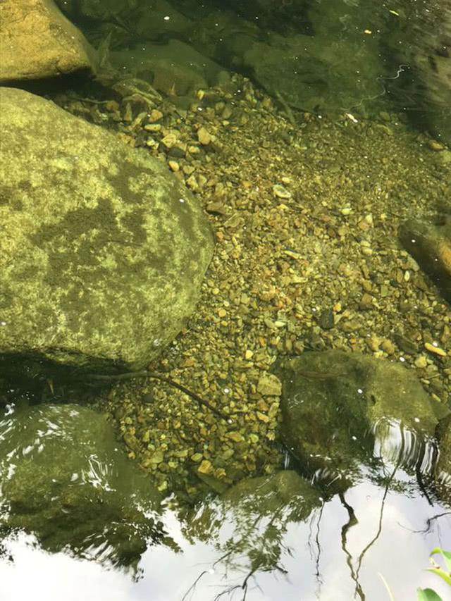 大山里的“精灵”溪石斑，一种不大却十分灵活的小鱼对水质要求高