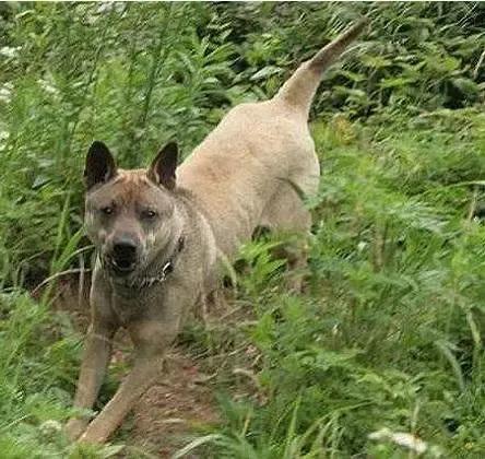 中国犬种大全，46种狗子都齐了，有没有你家狗子呢？（下）