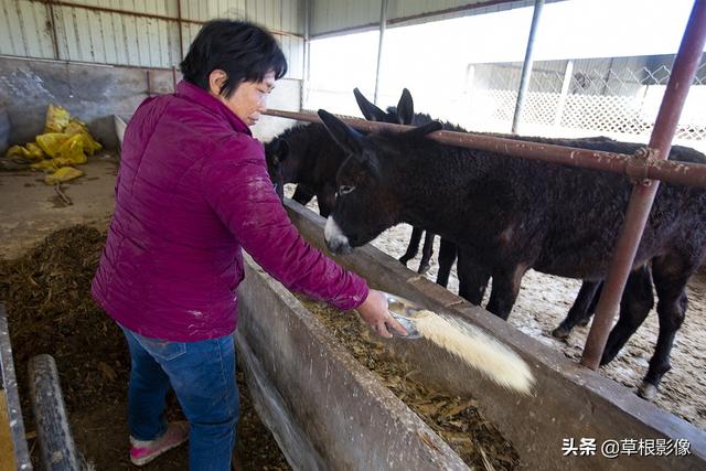 农村夫妻养殖小毛驴，不出家门年挣十万：当地人称鬼子肉