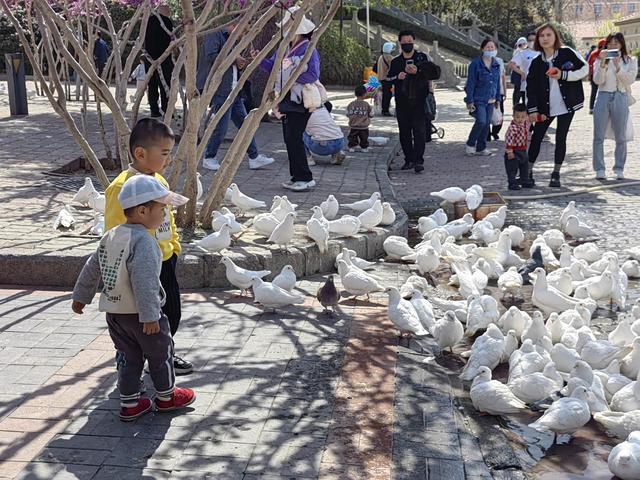 紫荆山公园白鸽火出圈！“落户”已二十余年，10月之后可能要说再见