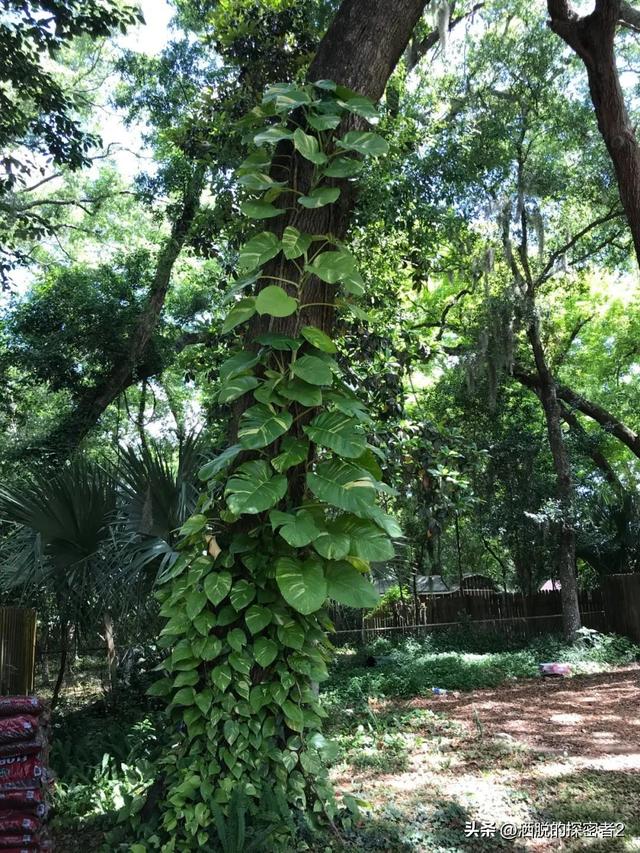 银叶葛盆栽植物两种尺寸的养护说明，室内观叶植物色彩缤纷的叶子