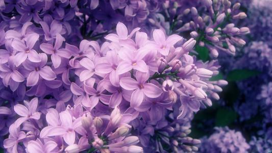 丁香花是常见花卉，花香淡雅、味道清香，居家栽培需要科学方法