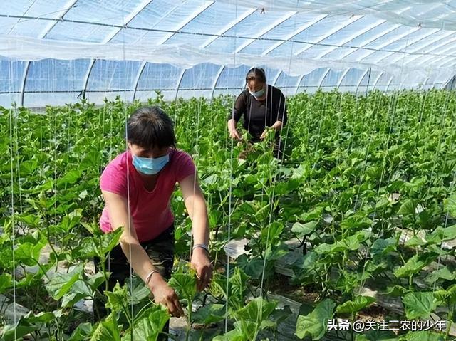 大棚种植瓜果蔬菜，农户做好2个方面，预防病毒病提升产量