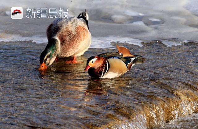 绿头鸭和鸳鸯在孔雀河上形影不离，“抱团取暖”还是防御天敌？