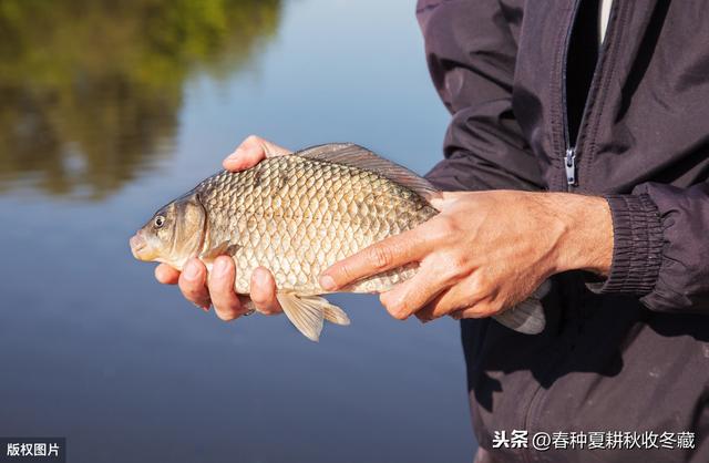 鲫鱼好吃不好养，7个技巧帮你忙：养鱼朋友总结的7条鲫鱼养殖经验