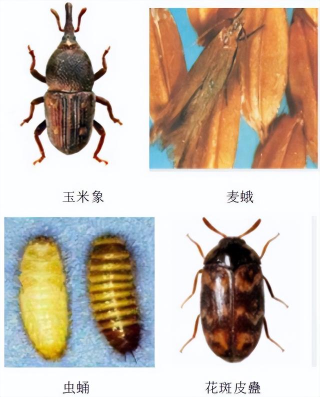 夏季将至：饲料生虫原因分析及饲料生产过程中除虫防虫技术