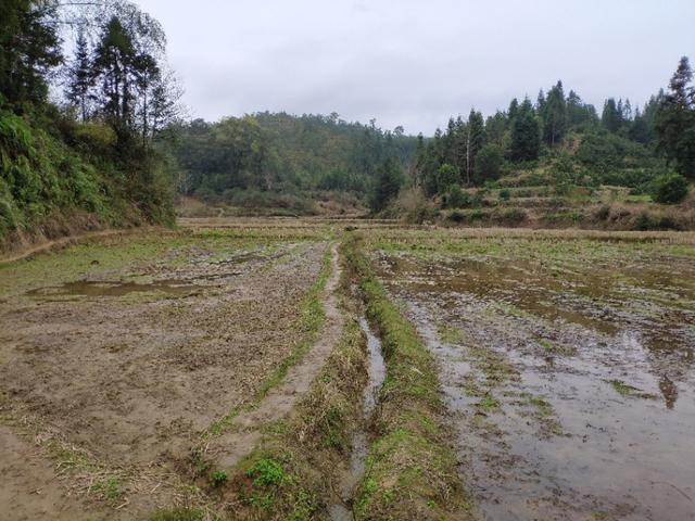 考察了黑斑蛙，石蛙，虎纹蛙的养殖基地，我还是决定养殖黑斑蛙