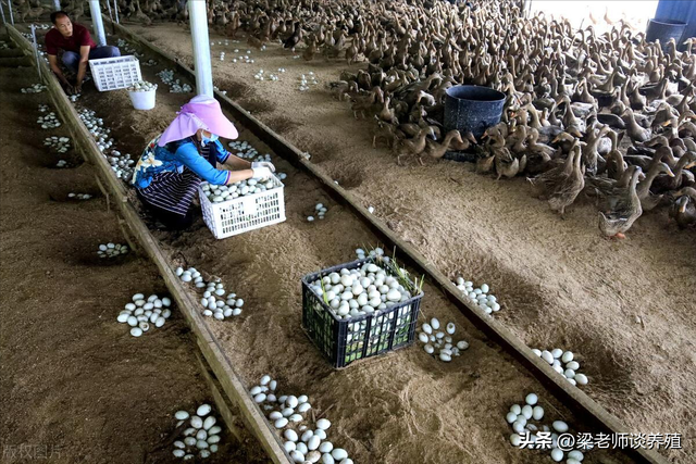 蛋鸭产蛋异常的原因及防治措施