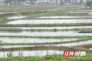 广西田螺养殖(湖南常宁：养殖田螺 荒田变身“聚宝盆”)