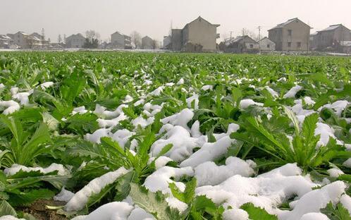 雪里红要怎么种？雪里红的种植技术