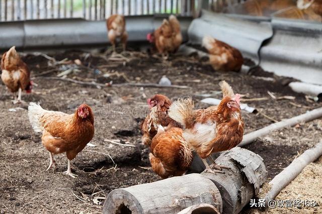 蛋鸡转群的注意要点