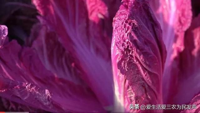 种植什么既赚钱又简单？最后一种很不错