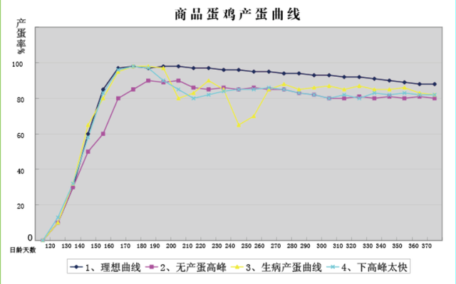 海蓝蛋鸡饲养700天，产56斤鸡蛋，你能做到