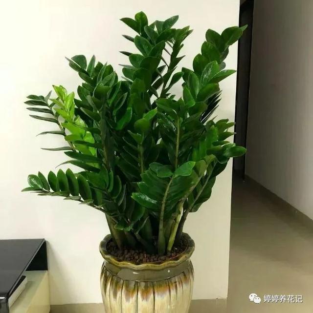 办公室养这6种植物，招财进宝，生意兴隆，好运来，第4种很常见!