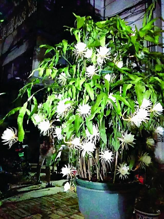 老花匠教你怎样养昙花，学会这“几招”，定能“昙花一现”