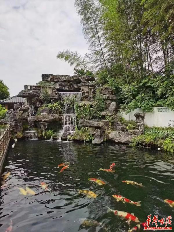 小锦鲤，大图景——从柳吉观赏鱼产业园看乡村振兴侧记