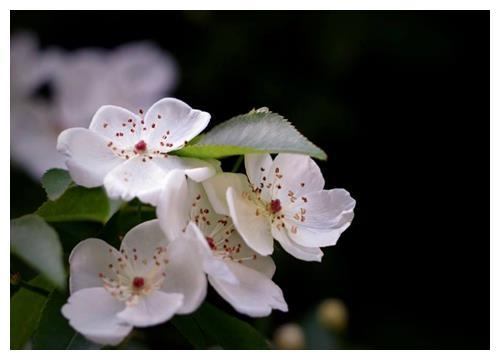 盆栽木香花如何养？教你3个养护木香花的妙招，花开淡雅清香扑鼻