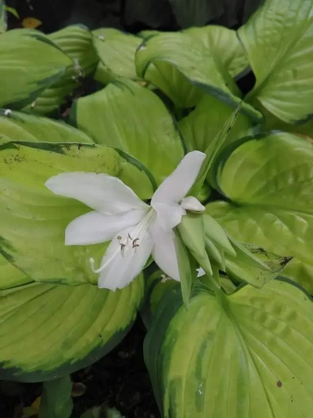 新手植物玉簪花，对光照和土壤要求不高，但通风要好