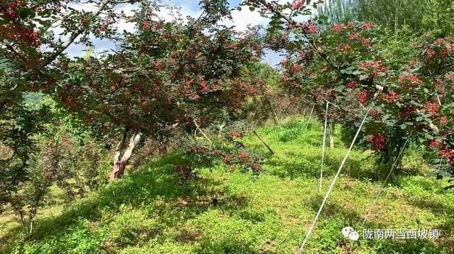 【农业科技】花椒栽培建园与管护知识