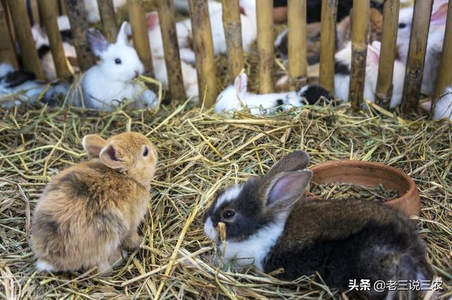 獭兔的利润是养猪的2倍，一个窍门，干净卫生产仔多，5年买房买车