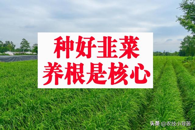 种植韭菜不养根，叶片黄弱细瘦变成针！韭菜养根记住7个方法