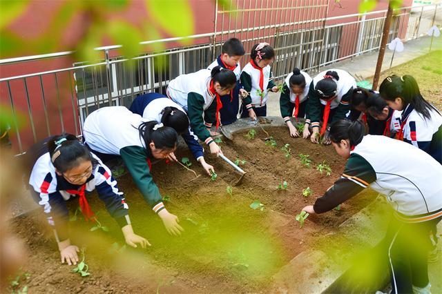 山东青岛：种植活动进校园 农耕劳动伴成长