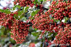 花椒树怎么种植技术(怎样才能种植出好花椒？花椒怎样采种、播种、育苗、定干？)