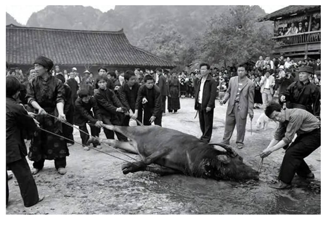 人类进化史：从猎人到养殖者，食肉背后的争议