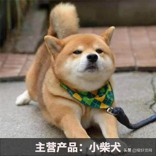 山东鸿胜犬业——坚持公司信誉第一 搜好货助力其打开线上生意