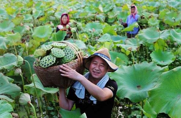 种藕不卖藕，“看荷花”，“摘莲蓬”，一年收入20万