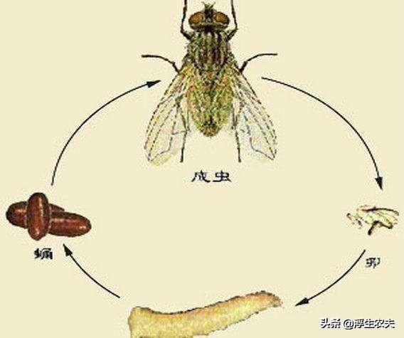 农村特种养殖，土鸡与蝇蛆的共生模式。