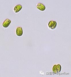 水产养殖经济生物饵料