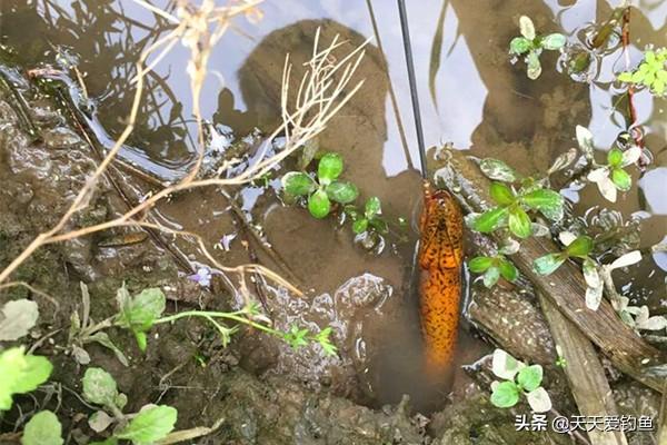 野生黄鳝鲜美滋补，可以用这种民间钓法垂钓，比钓鱼更有乐趣！