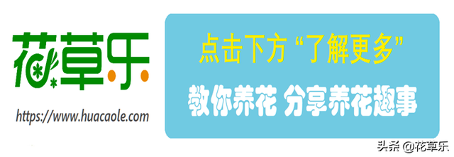 螺纹铁的养殖方法介绍 螺纹铁这样养越长越旺盛，还能时来运转