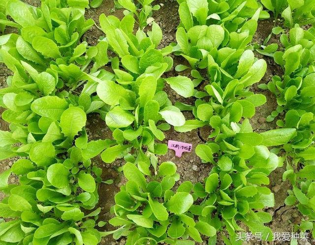 种菜小白看过来，最详细的叶菜种植全过程，看完成高手