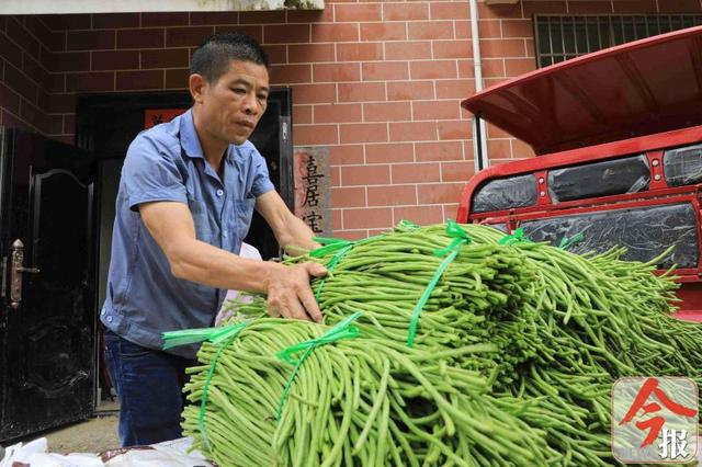 小豆角大钱途，柳州桐村的村民靠种植豆角过上了好日子