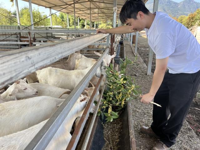 真香，丽水小伙辞职后在百亩桂花林里养禽畜，年入百万