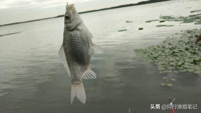 中元节野钓鱼口爱翻脸：太阳升，鱼口松，超过十点半急死老渔翁