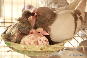 肉食鸽子养殖利润有多大？