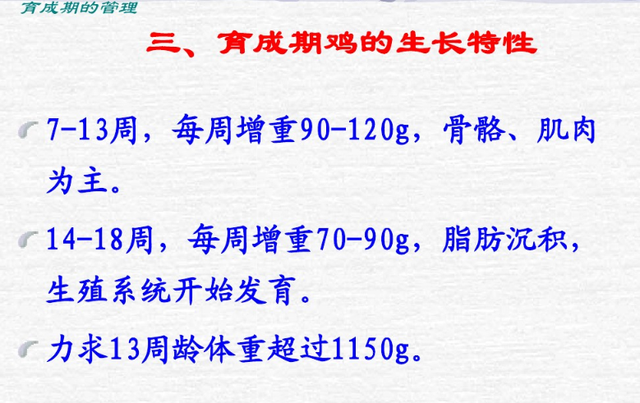 海蓝蛋鸡饲养700天，产56斤鸡蛋，你能做到