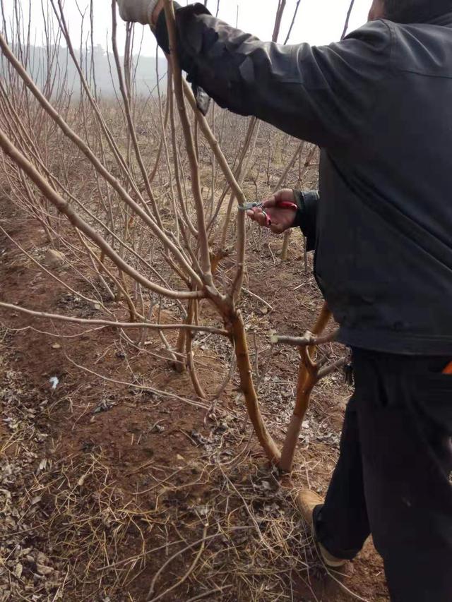 一年之计在于春，老农给你讲解桑树管理中的修枝、剪枝和整型方法