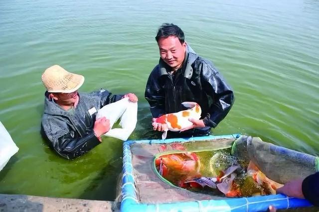 侯集镇锦鲤村的“幸福密码”