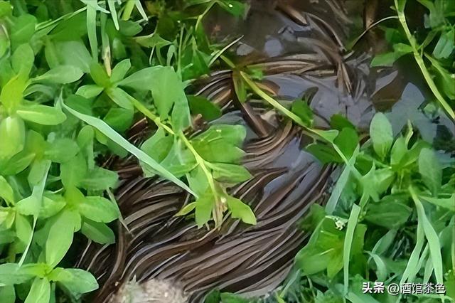 黄鳝的生物特征，与其池塘网箱健康高效的养殖技术