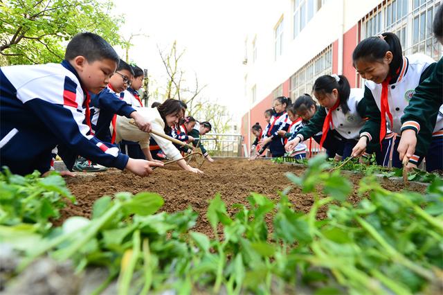 山东青岛：种植活动进校园 农耕劳动伴成长