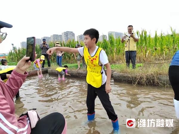 割水稻、摸泥鳅，26个家庭体验丰收快乐