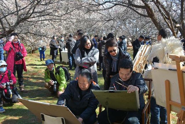 首届中国洱源梅花文化节举行