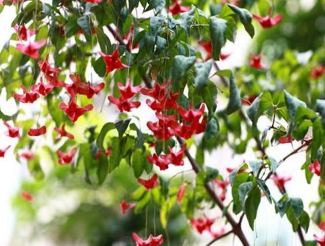 1种植物叫“摇钱树”，树上挂满“小蝴蝶”，养成盆景更漂亮